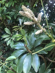 Schefflera