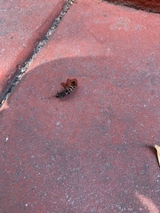 Periplaneta australasiae