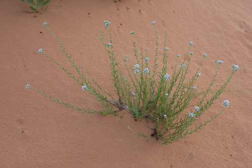Ipomopsis congesta ssp. frutescens