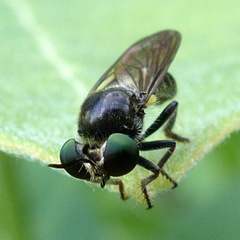 Cerotainia macrocera