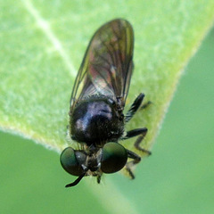 Cerotainia macrocera