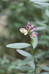 Rhinotropis cornuta fishiae