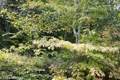 Parallelodiplosis subtruncata