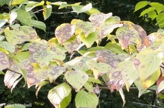 Parallelodiplosis subtruncata