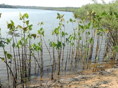 Montrichardia linifera