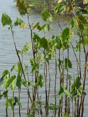 Montrichardia linifera