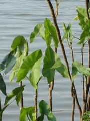 Montrichardia linifera