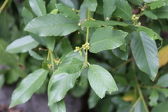 Frangula californica californica