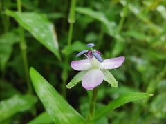 Murdannia keisak