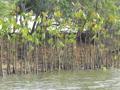 Montrichardia linifera
