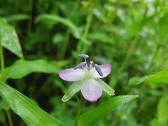 Murdannia keisak
