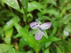 Murdannia keisak