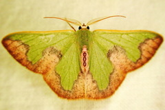 Oospila circumsignata