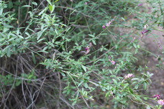 Rhinotropis cornuta fishiae