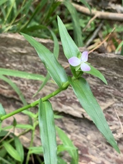 Murdannia keisak