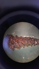 Tympanotonos fuscatus