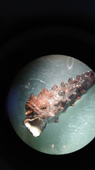 Tympanotonos fuscatus