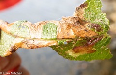 Leucospilapteryx venustella