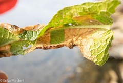 Leucospilapteryx venustella