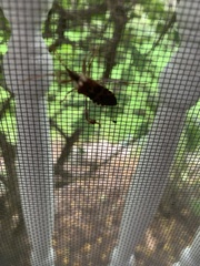 Leptoglossus clypealis