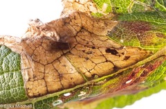 Leucospilapteryx venustella