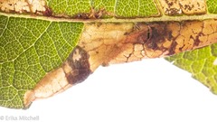 Leucospilapteryx venustella