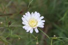 Malacothrix saxatilis tenuifolia