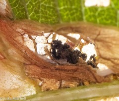 Leucospilapteryx venustella