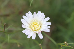 Malacothrix saxatilis tenuifolia