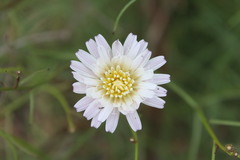 Malacothrix saxatilis tenuifolia