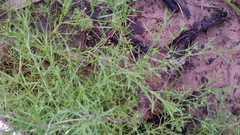 Polypremum procumbens