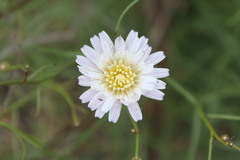 Malacothrix saxatilis tenuifolia