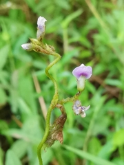 Glycine max soja