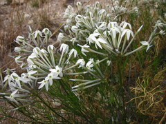 Amsonia longiflora