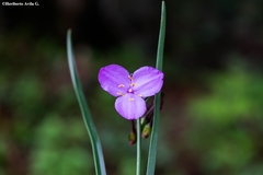 Gibasis linearis rhodantha