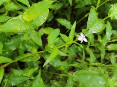 Murdannia keisak