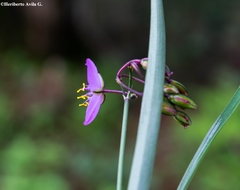 Gibasis linearis rhodantha