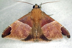 Ophisma nobilis
