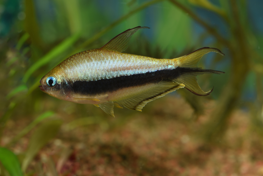 Emperor Tetra