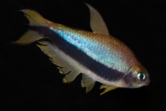 Emperor Tetra photo 3