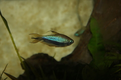 Emperor Tetra photo 4