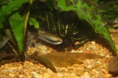 Emperor Tetra photo 5