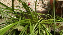 Zephyranthes miradorensis