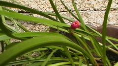 Zephyranthes miradorensis
