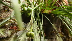 Zephyranthes miradorensis