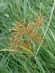 Cyperus esculentus leptostachyus