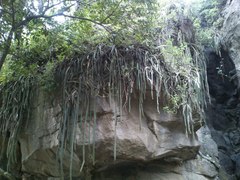 Disocactus speciosus