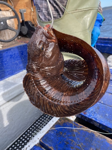Wolf Fish
