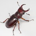 Reddish-brown Stag Beetle - Photo (c) cotinis, some rights reserved (CC BY-NC), uploaded by cotinis