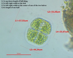 Cosmarium isthmochondrum